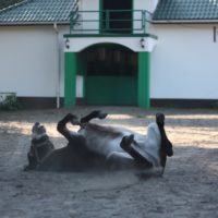 Mini Zoo Malutkie Resort | Atrakcje dla dzieci |Łódzkie | Śląskie